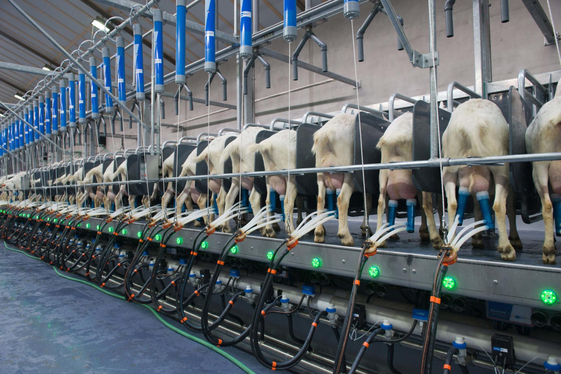 BouMatic CapriMax αρμεκτική μονάδα θήλαστρα πρόβατα