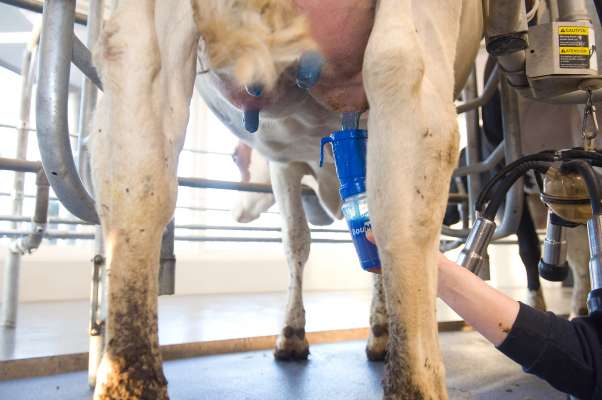 BouMatic BlueMAX D Control μαλακτικό θηλών