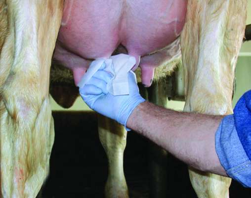 Boumatic Kleen & Dri υγρά πετσετάκια