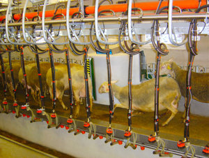 BouMatic γραμμικό παράλληλο αρμεκτήριο