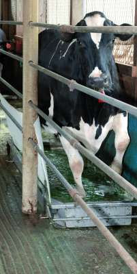 BouMatic StepGuardian σύστημα ποδόλουτρου